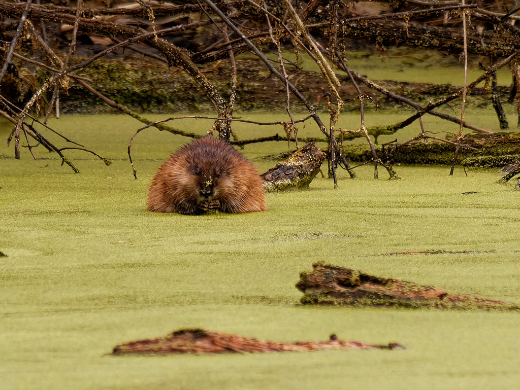muskrat in the duckweed by rminer