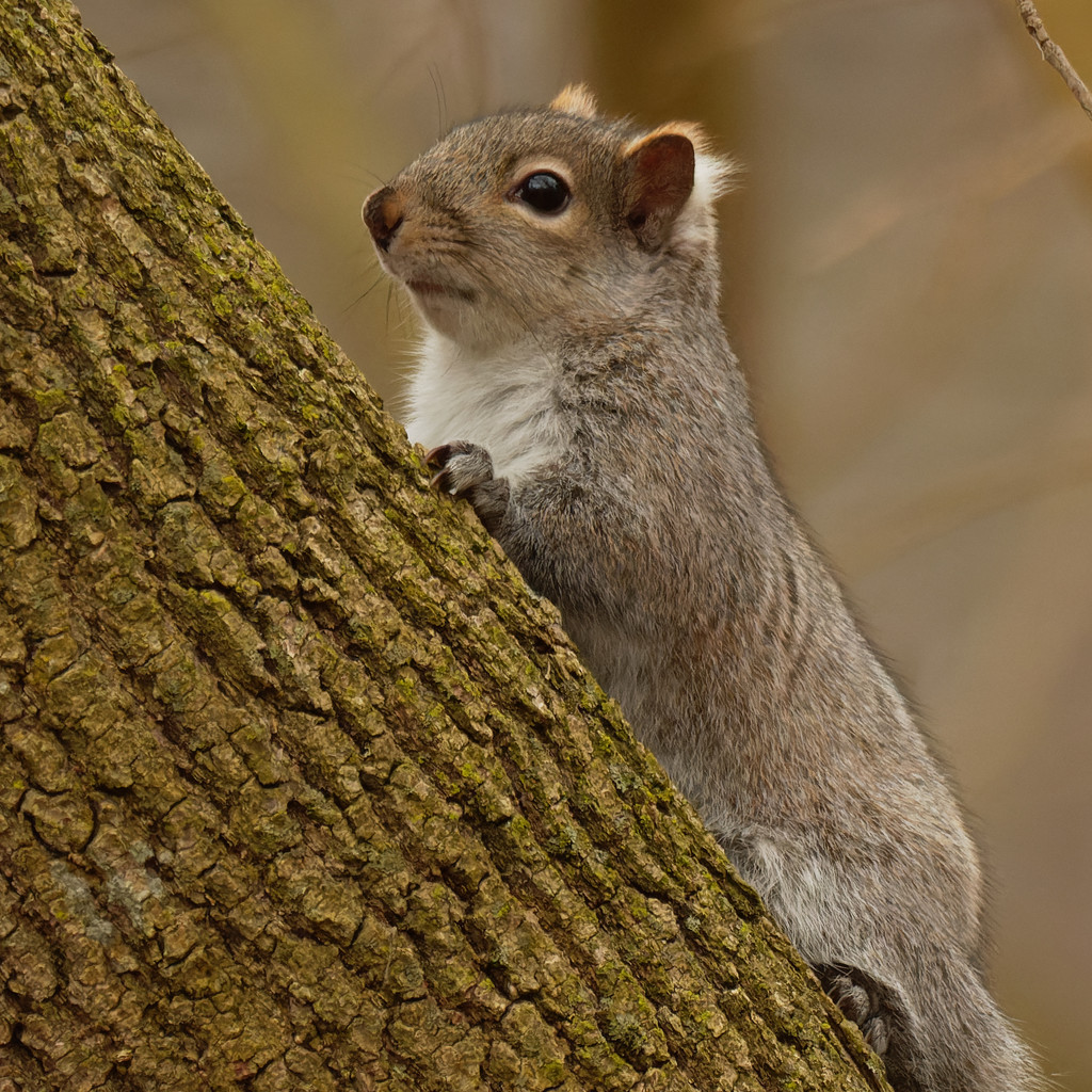 Eastern Gray Squirrel by rminer