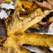 Fallen leaves by judyc57
