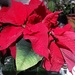 Red poinsettia.  by grace55