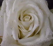 8th Dec 2020 - White rose