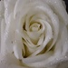 White rose by grace55