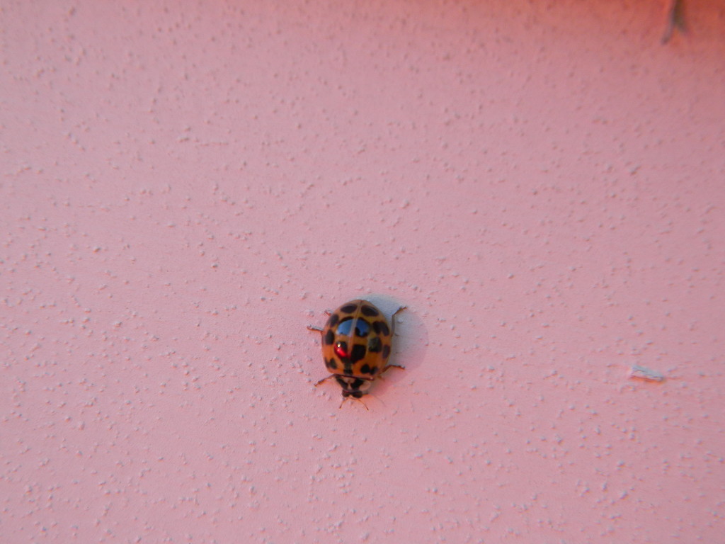 Ladybug by sfeldphotos