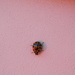 Ladybug by sfeldphotos