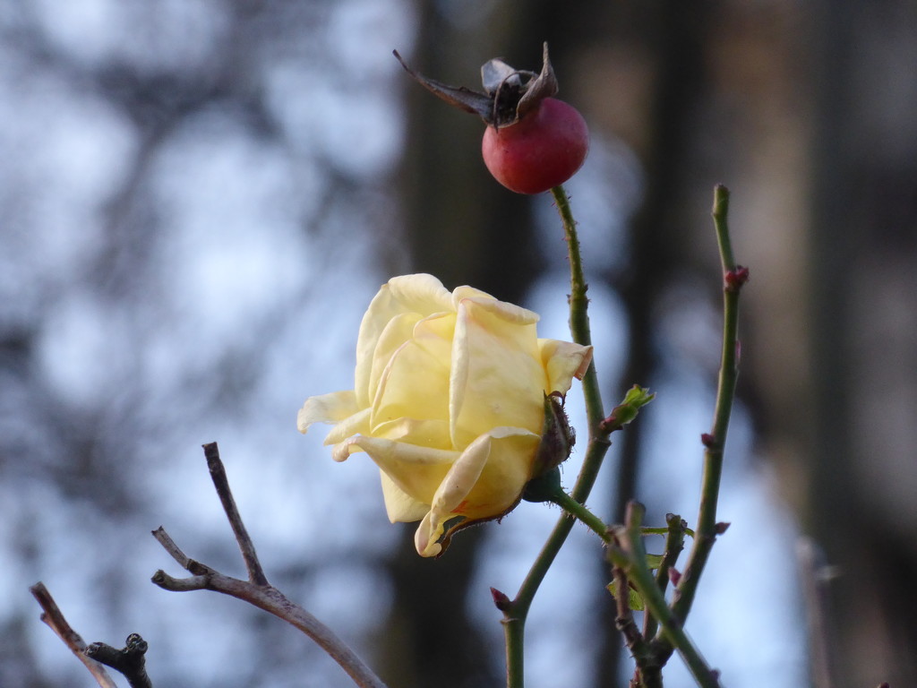 December rose by speedwell