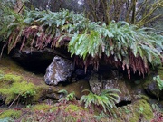 12th Dec 2020 - Cave and Ferns