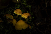 11th Dec 2020 - Bush Fungi