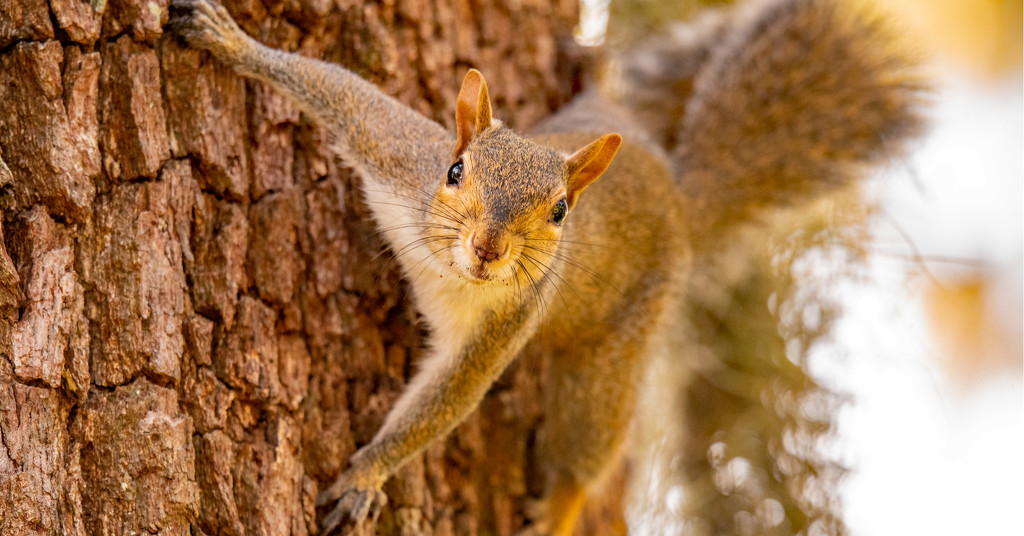 Another Squirrel in My Face! by rickster549