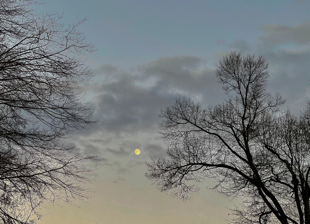 Almost full moon framed by tree skeletons at dusk by jbritt