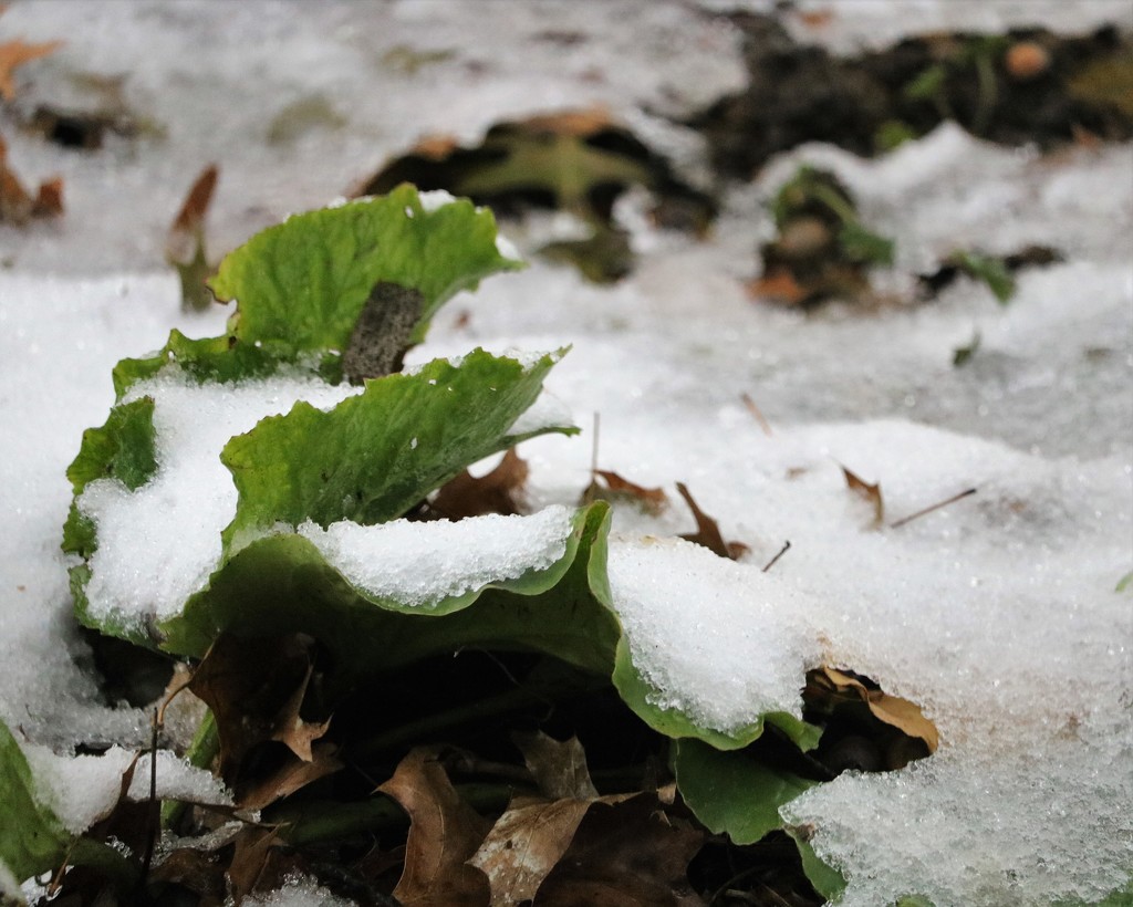 October 28: Snow on the garden by daisymiller