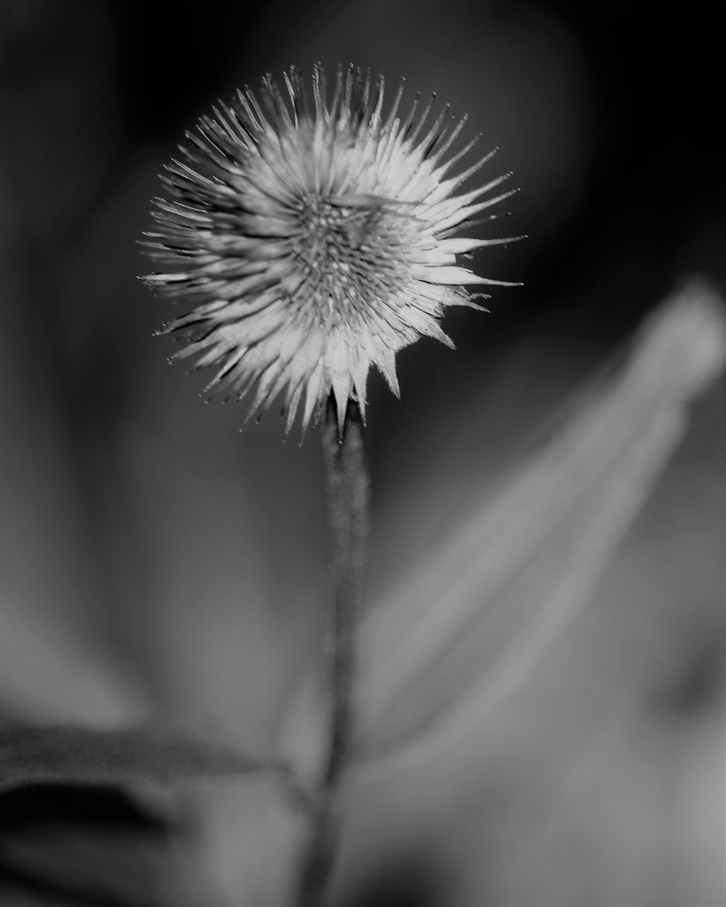 October 31: Cone Flower Gone to Seed by daisymiller