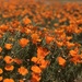 California Poppies by jnadonza