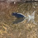 Great Blue Heron Fishing. by bigdad