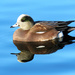 American Wigeon by seattlite