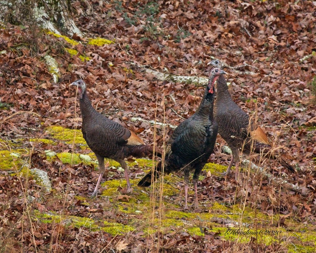 LHG-6623- turkeys near edge of pond by rontu