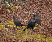 12th Dec 2020 - LHG-6623- turkeys near edge of pond