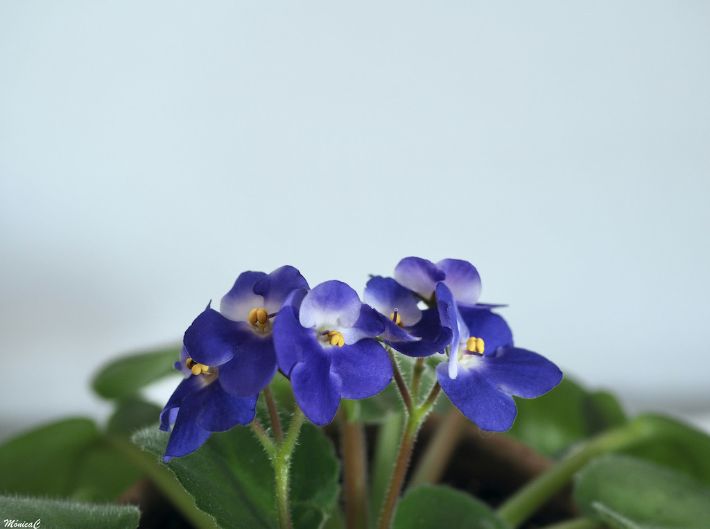 African violets by monicac