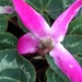 Cyclamen Flower by cataylor41