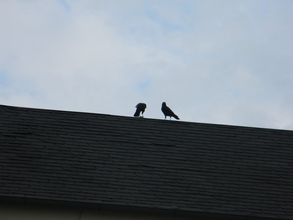 Two Crows on Roof  by sfeldphotos