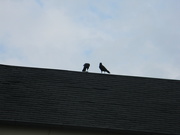 12th Dec 2020 - Two Crows on Roof 