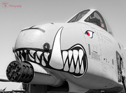 30th Jul 2017 - Red-eyed A-10
