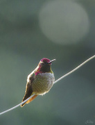 13th Dec 2020 - Hummer On A Wire 