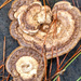 Painted turkey-tail fungus... by marlboromaam