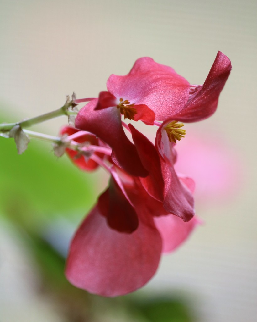 November 2: Begonia by daisymiller