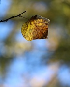 4th Nov 2020 - November 4: Autumn Leaf