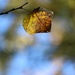 November 4: Autumn Leaf by daisymiller