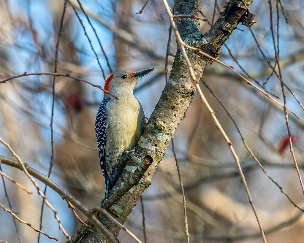 Red-bellied Woodpecker by nicoleweg
