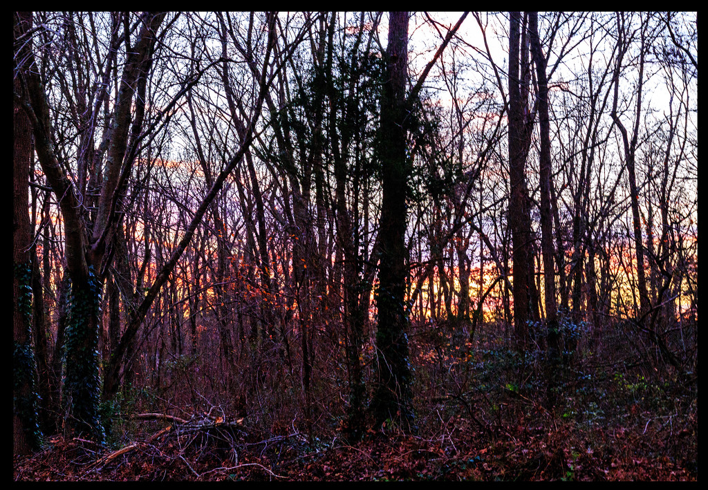 Sunset in the Pine Barrens by hjbenson
