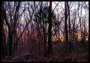 12th Dec 2020 - Sunset in the Pine Barrens