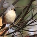 Tufted Titmouse by mzzhope