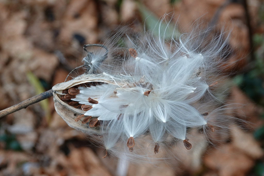 Milkweed seed pod by annepann