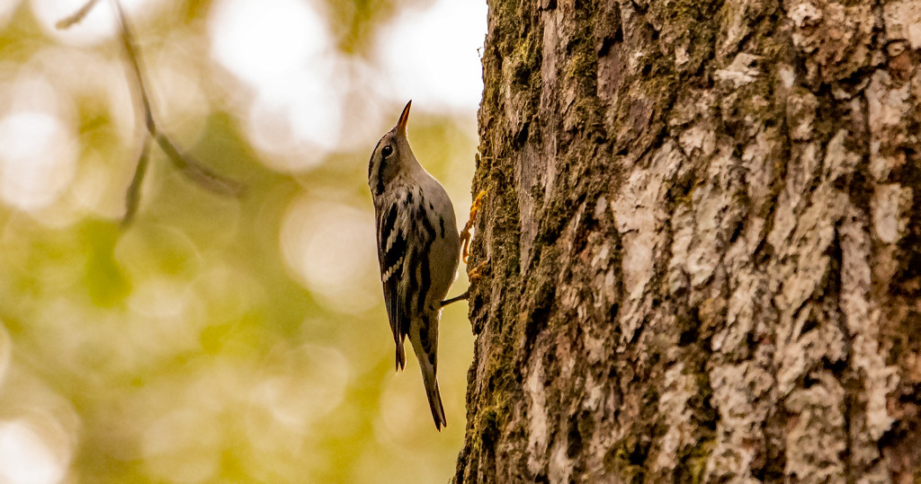 Black and White Warbler! by rickster549
