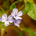 Still Have a Few of the Plumbago's Around! by rickster549