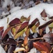 Snow on the Leaves by sandlily