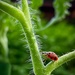The Not-So-Grouchy Ladybug by jyokota
