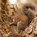 Squirrel Having a Snack! by rickster549