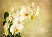 13th Dec 2020 - Orchids 