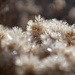 Frosty Desert Shrubs by tina_mac