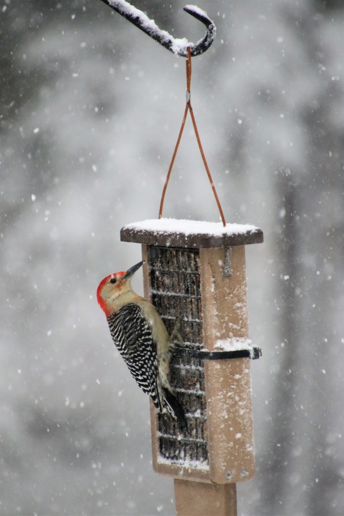 Red-Bellied Woodpecker by edorreandresen