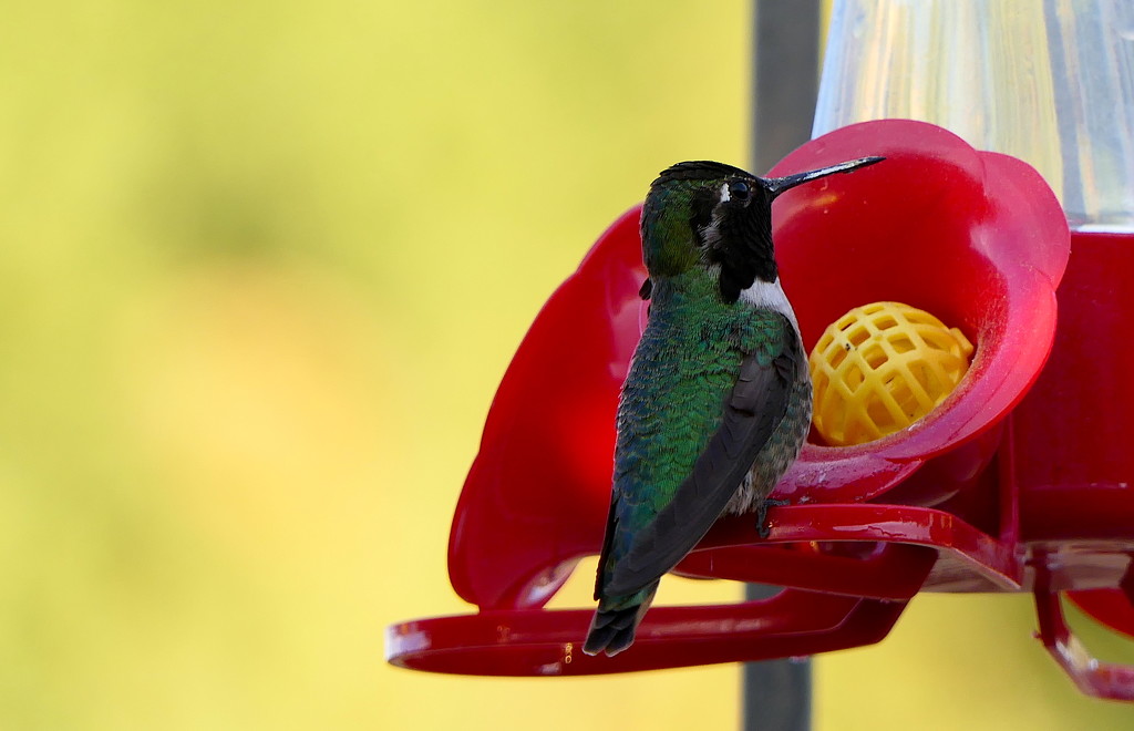Hummer at the Feeder by redy4et