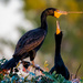 Cormorants nesting at sunrise by photographycrazy