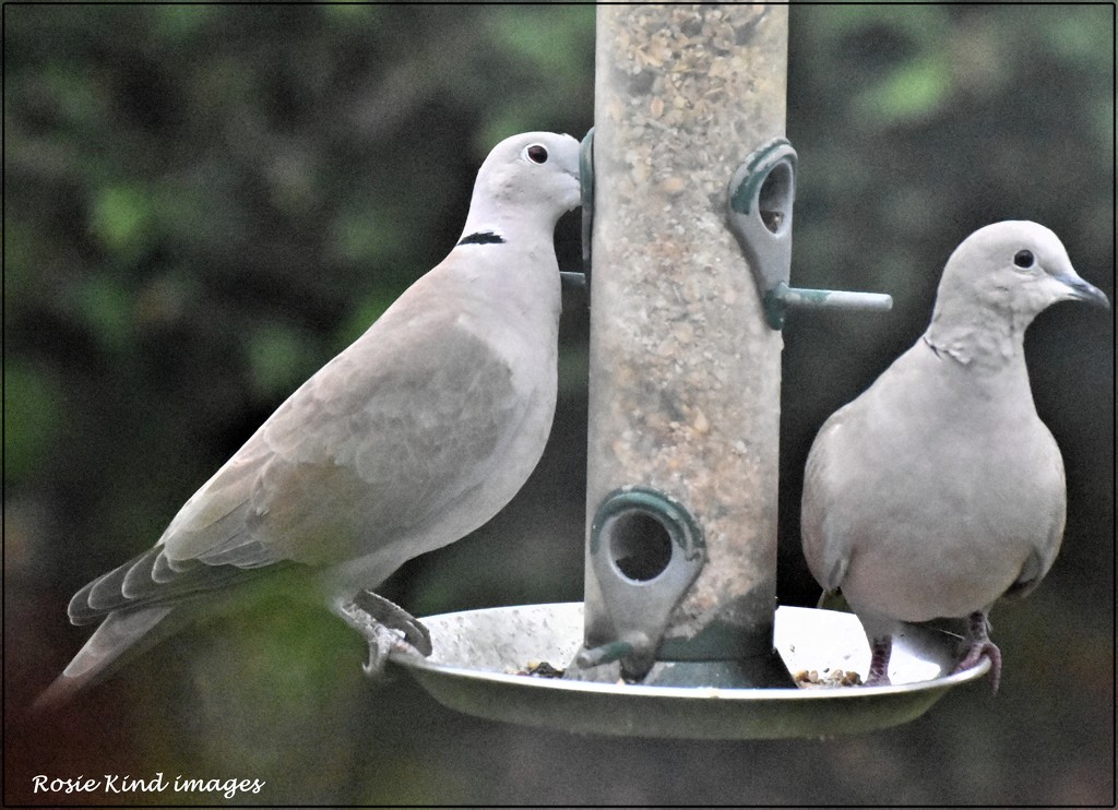 The doves are regular visitors by rosiekind