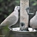 The doves are regular visitors by rosiekind