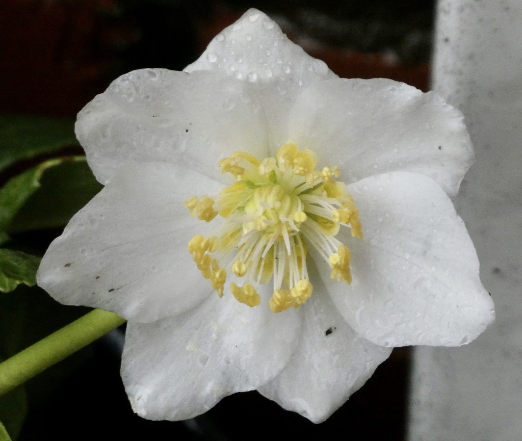 Soggy hellebore by orchid99