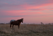 12th Dec 2020 - Horse in a Kansas Dawn