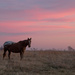 Horse in a Kansas Dawn by kareenking